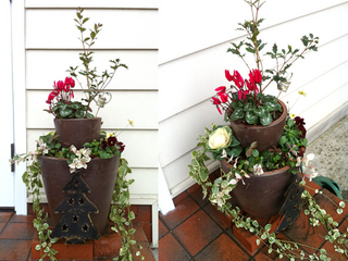 flower20111109.jpg